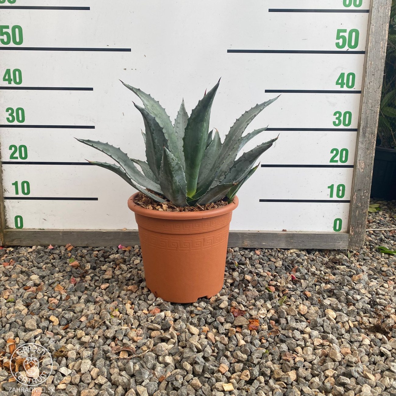 Obrázok Agáva americká (Agave americana) - výška 10-15 cm, Ø 20-30 cm, kont. C6L (-10°C)